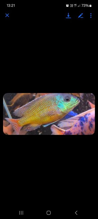 Pesti acvariu - Ciclide Africane