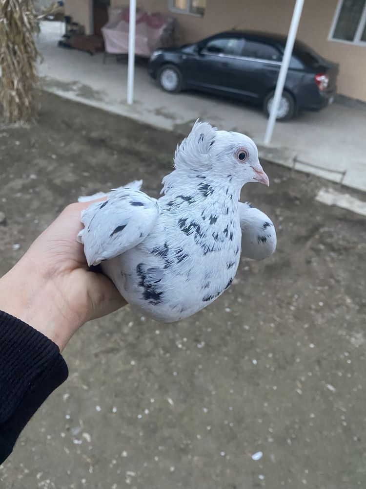 Сотилади хаммаси сирдарйода