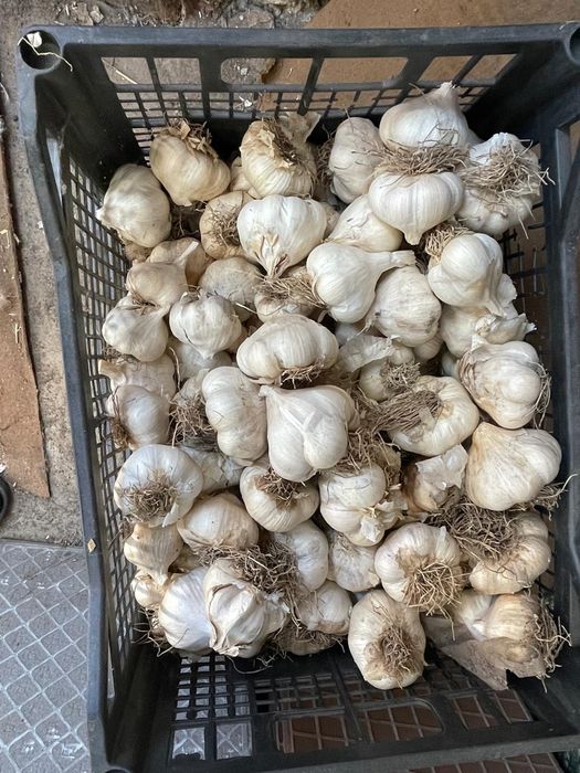 Vând usturoi de toamna de sămânță și de consum