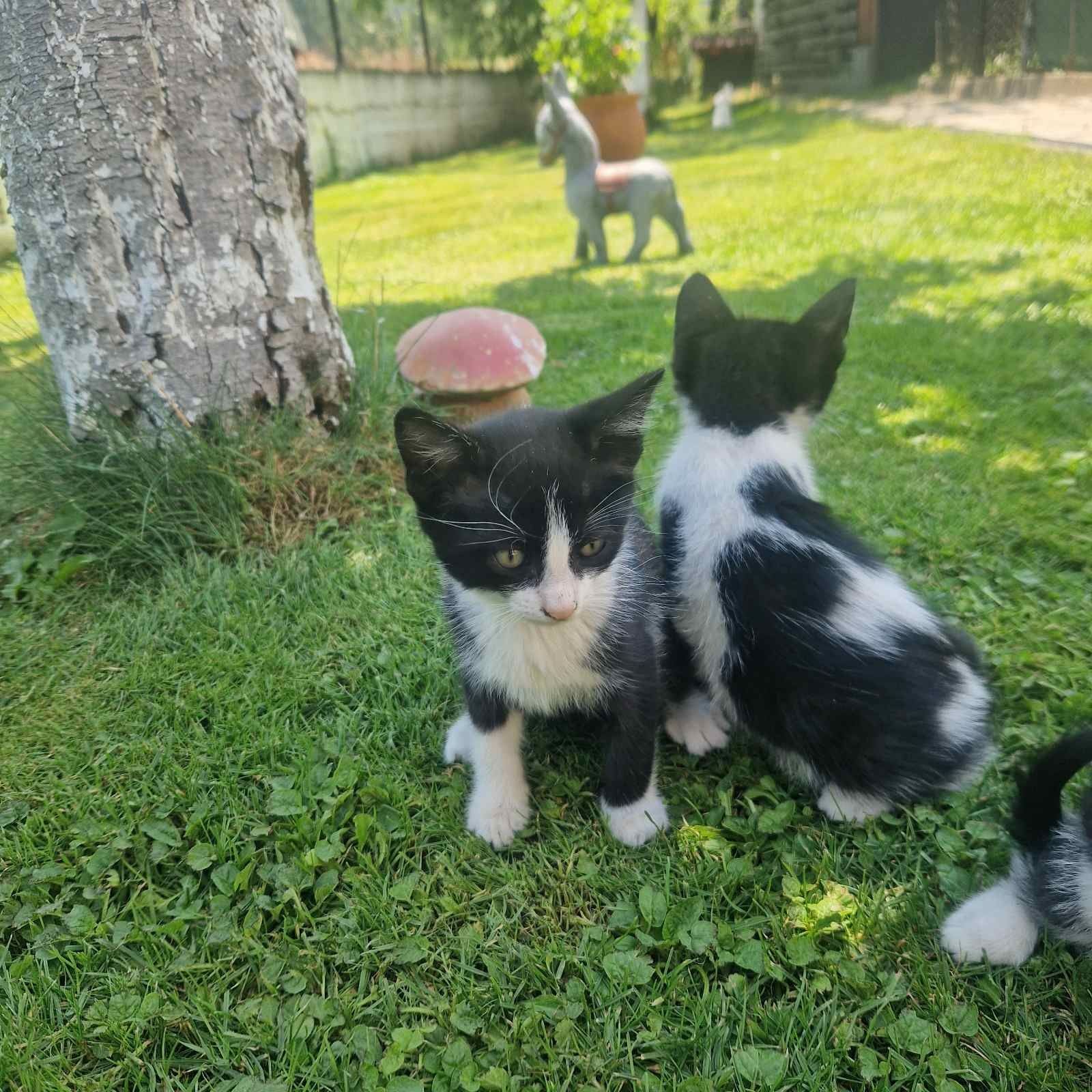 Подарявам Котенца