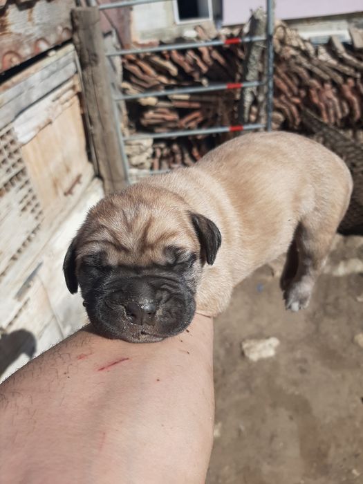 Продавам малки кученца,Кане корсо