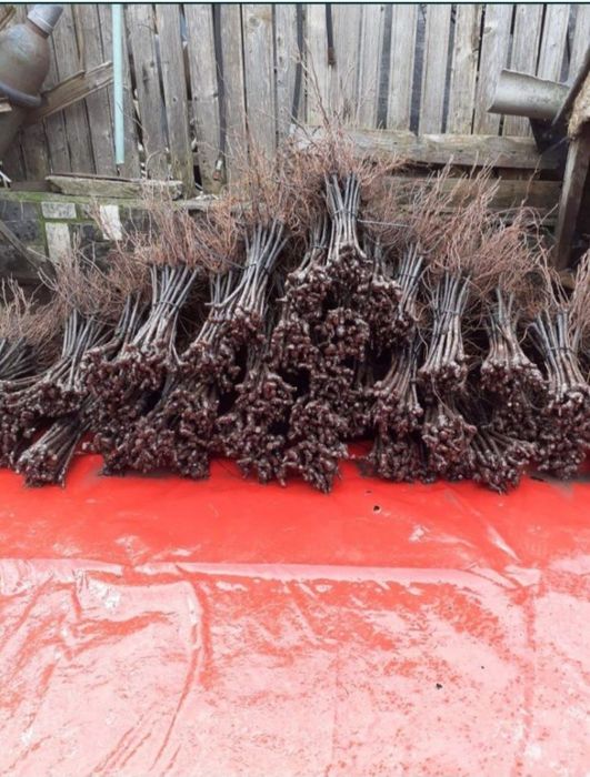 Butași viță de vie anul 2 și anul 3