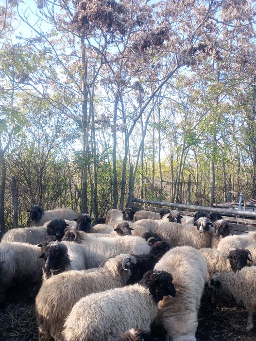 Vând oi ,rasa carabasa de Brastavatu