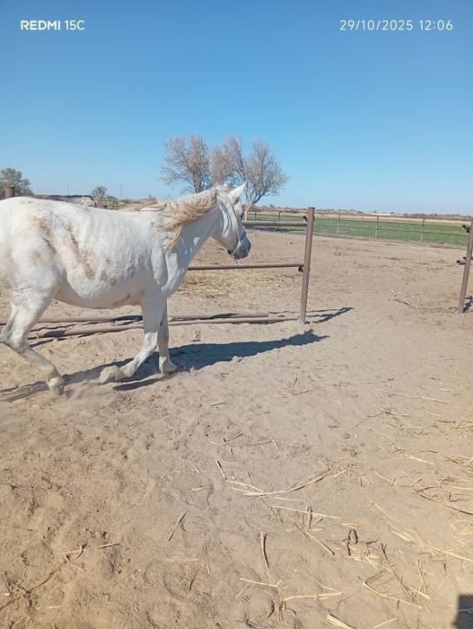Ikalasiyam kata buğoz