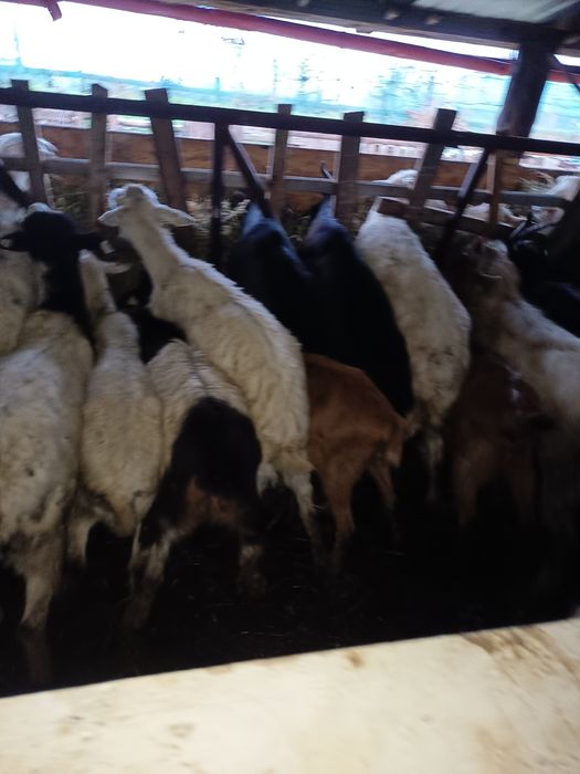 Capre alpina ,alba de banat