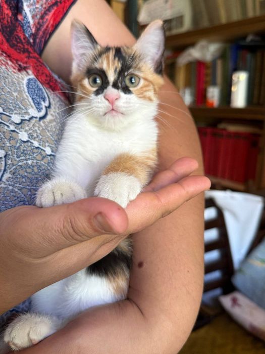 Отдам котёнка в добрые руки!