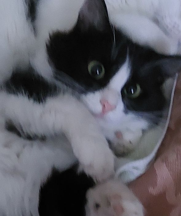 подарю симпатичную кошечку