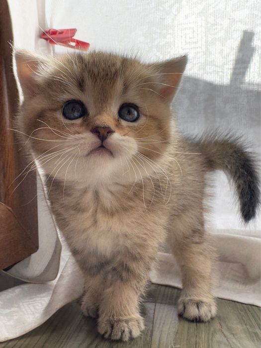 Продается котенок