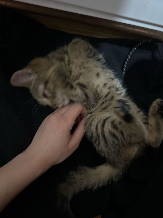 dau spre adoptie un pisoias