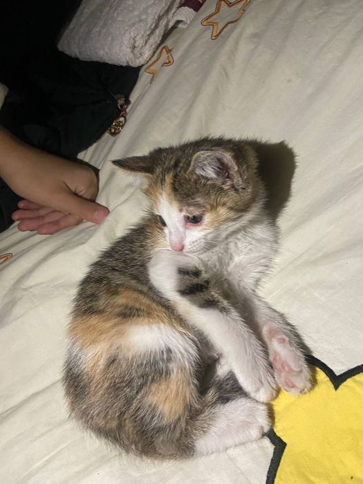 Отдам дарм кошка