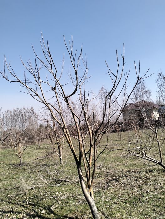 Качественная Обрезка Плодовых Деревьев