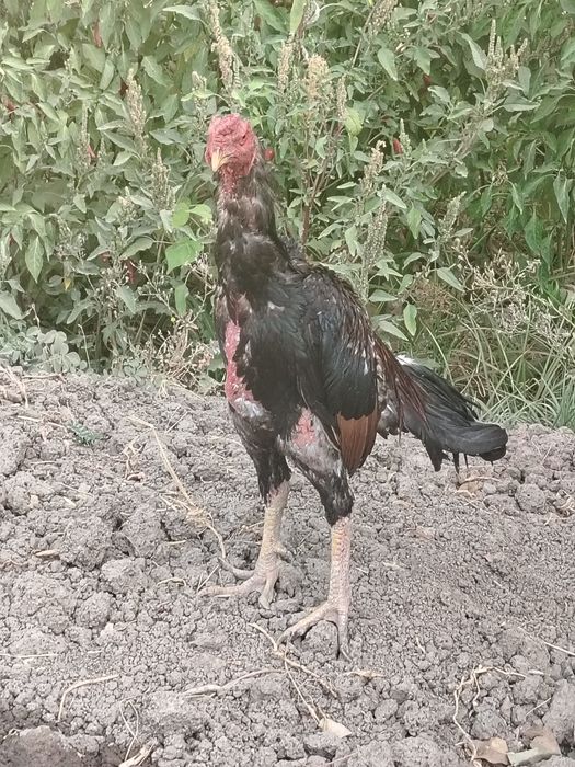 Tule xoroz vesi 4 kilo