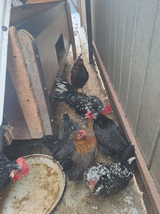 Găini pitice de anul trecut 5găini pitice și un cocoș
