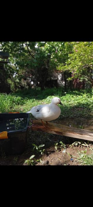 2 rățuște+ 1 rățoi