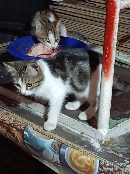 Donez pisoi spre adoptie