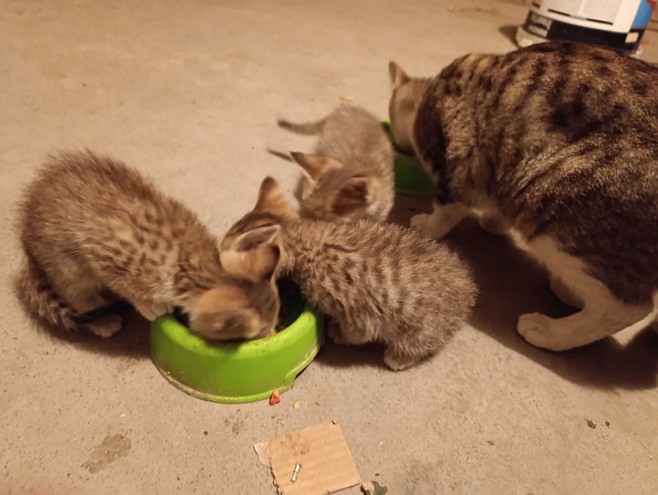 Mushuk bolalari bepulga beriladi