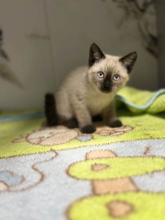 Продаеться Девочка Голубоглазая красотка