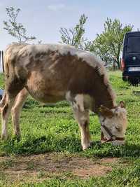 Vând vitea din rasa foarte buna Bălțată cuminte foarte mâncăcioasă