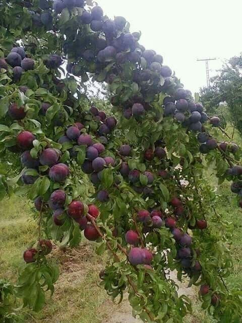 Pomi Fructiferi Stravechi Glia Stramoseasca (Soiuri De Prun )
