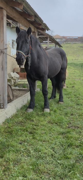 Vând manza 2,5 ani foarte cuminte