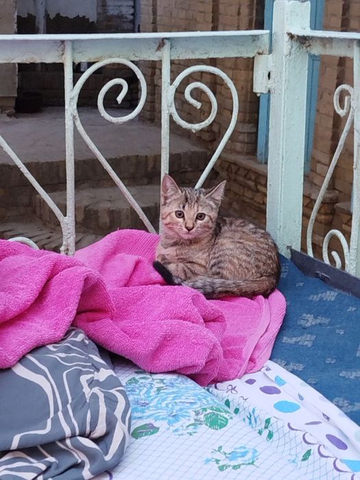 Котейки домашние