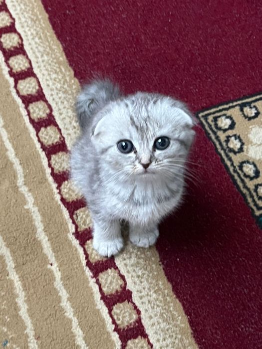 Шотландский котенок вислоухий