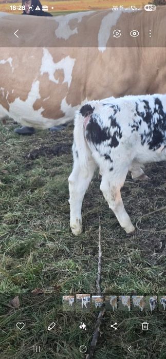 Vand vaca cu vitel buna de lapte