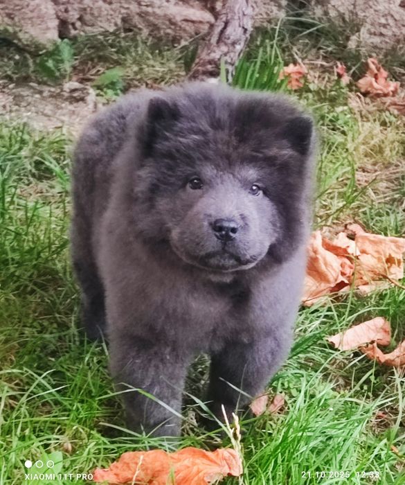 Чау- чау мъжки сини