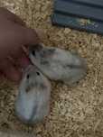 Vand hamsteri pitici
