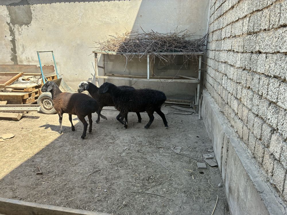 Qoy Sogliq Soglom Yangixayot tumanida