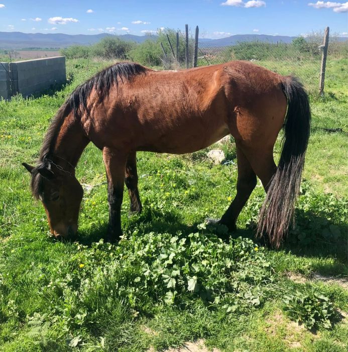 свободна кобила