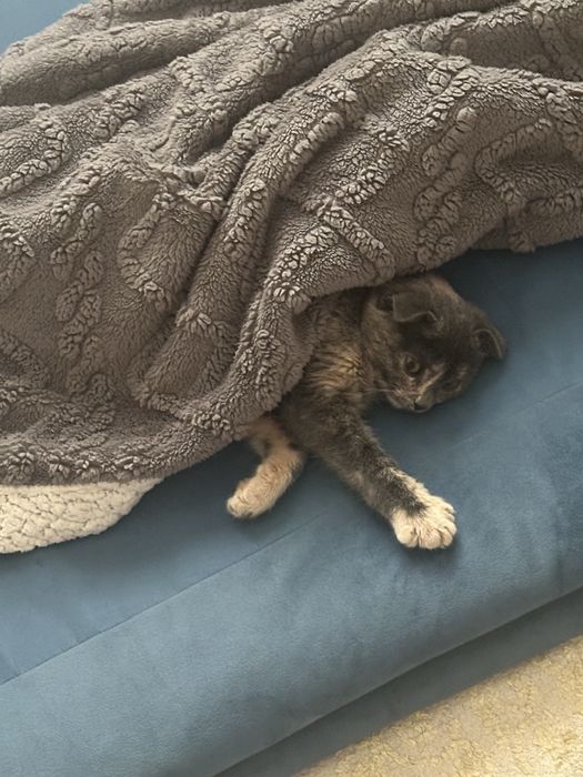 Вислоухая кошка