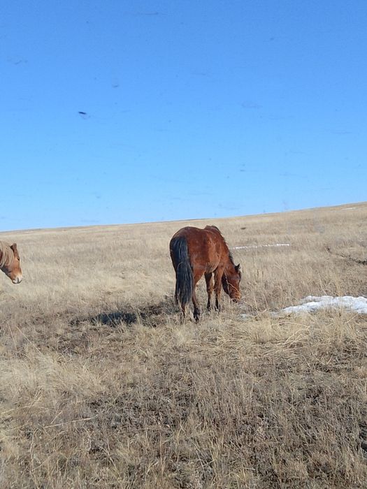 Байталдар  сатылады