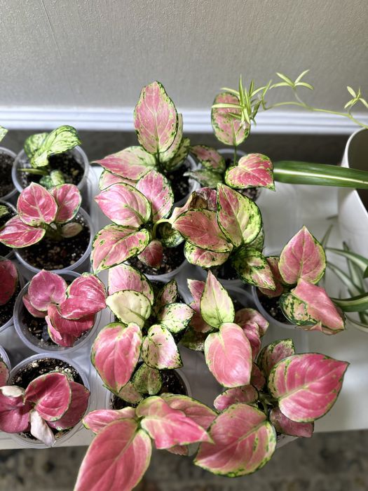 Аглаонема в продаже