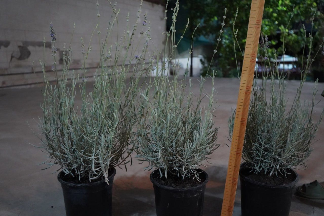 Lavandula angustifolia Лаванда