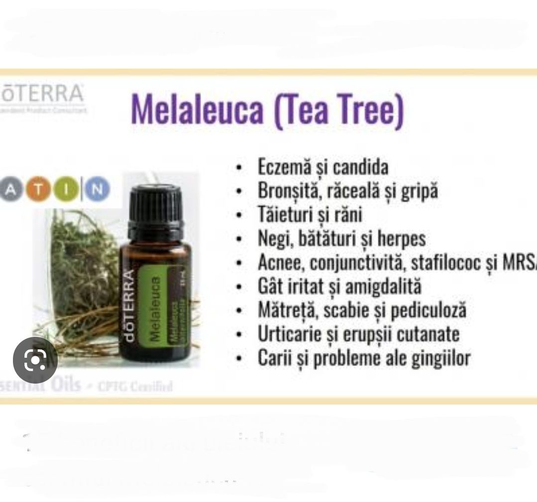 Tea Tree ulei esențial arbore de ceai melaleuca