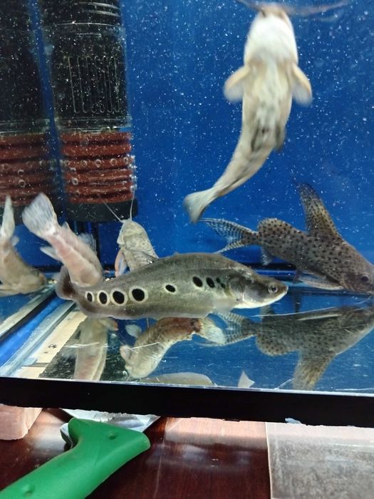 Продаются аквариумные рыбки