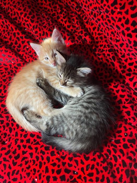 Mushuk tekinga beraman