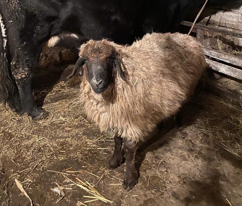 Продам кострат сек