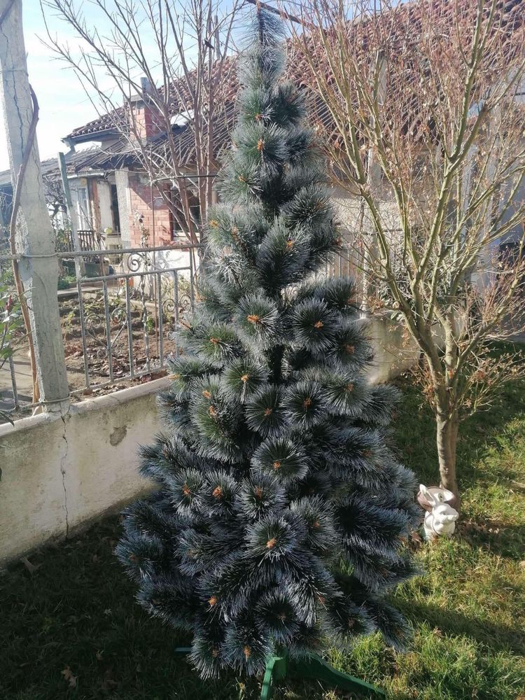 Коледна елха