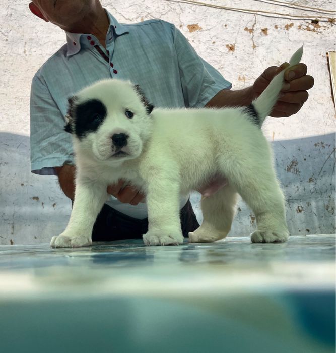 Щенок Алабая ( туркменский ) чистокровный