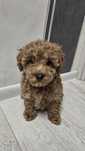 Toy poodle Момиче