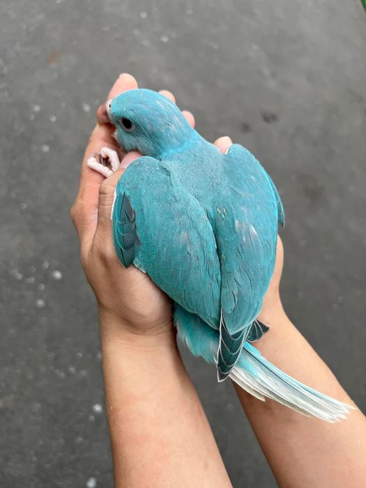 Papagali vorbitori Micul Alexandru pui blanzi Alexander