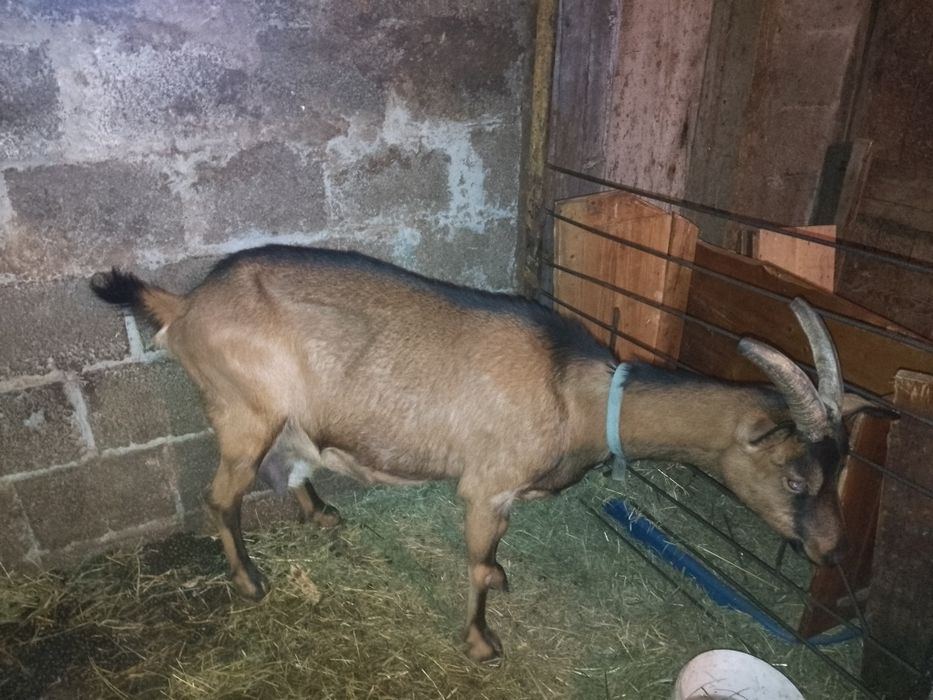 Vand capra alpina franceza originala