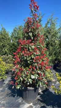 Photinia Red Robin