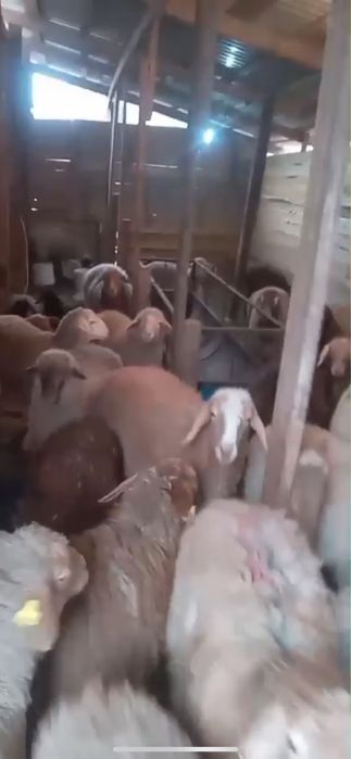 Бараны молодняк