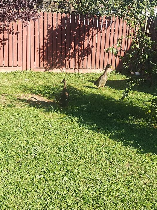 Rațe indiene din 2025