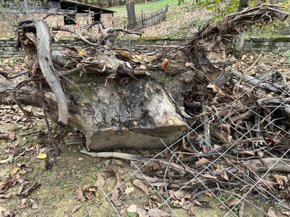 Корен от орех за дървен материал