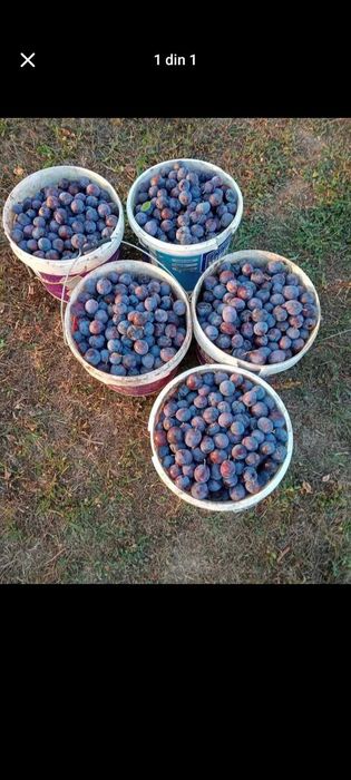 Prune de toamnă de 52 grade