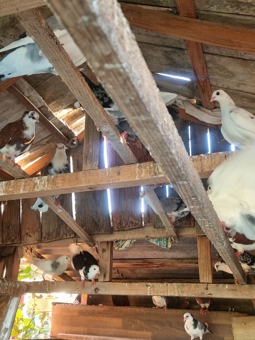 Vând porumbei jucatori